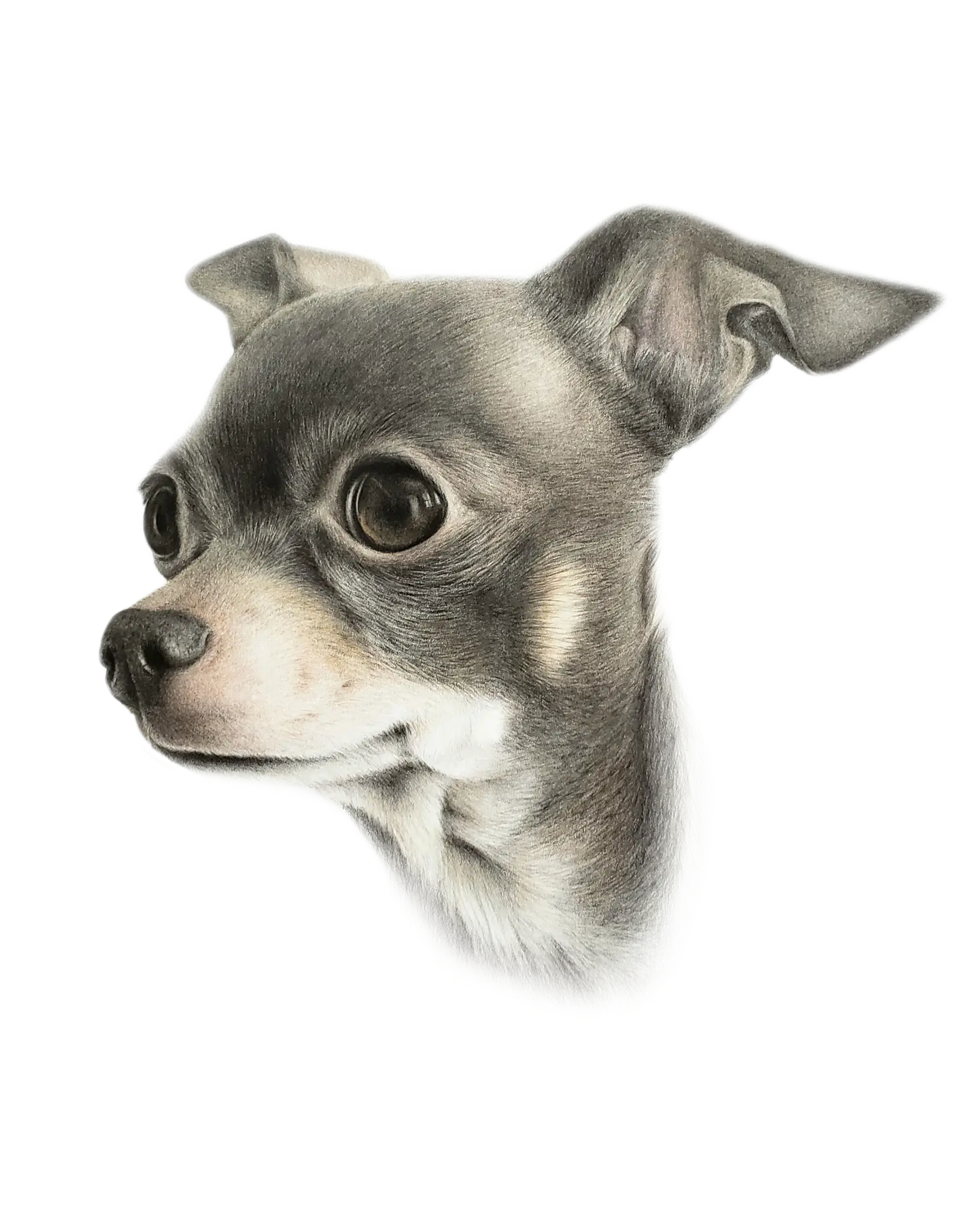 Chihuahua
