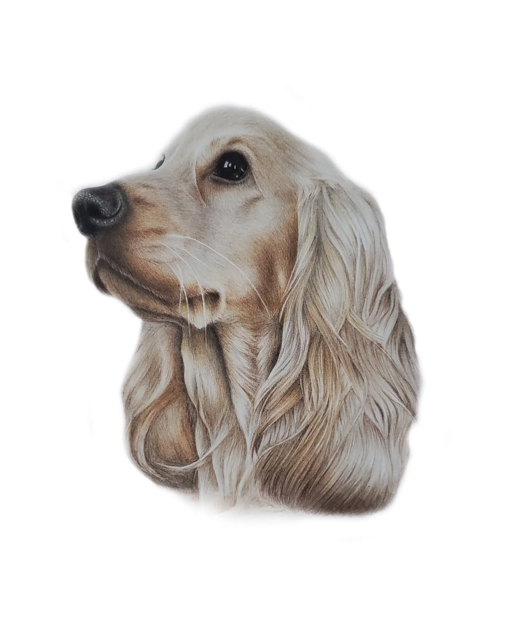 Cocker Spaniel