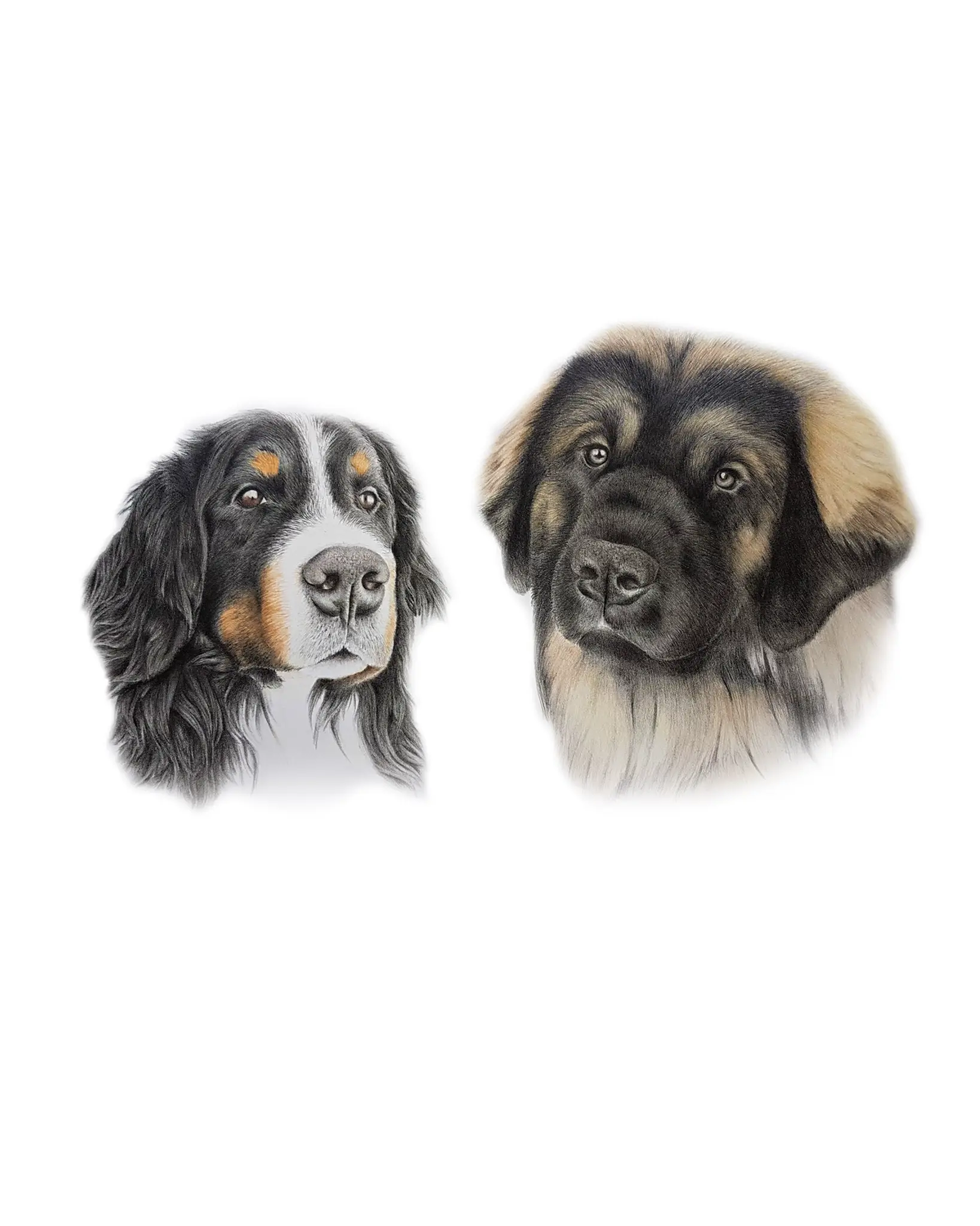 Bernese Mountain Dog & Leonberger
