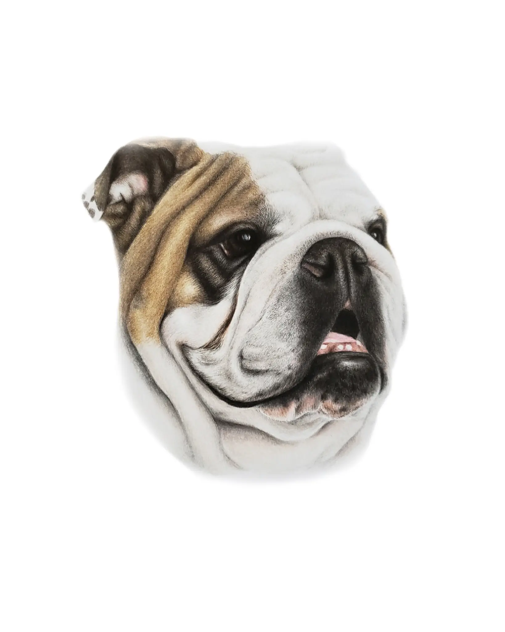 English Bulldog