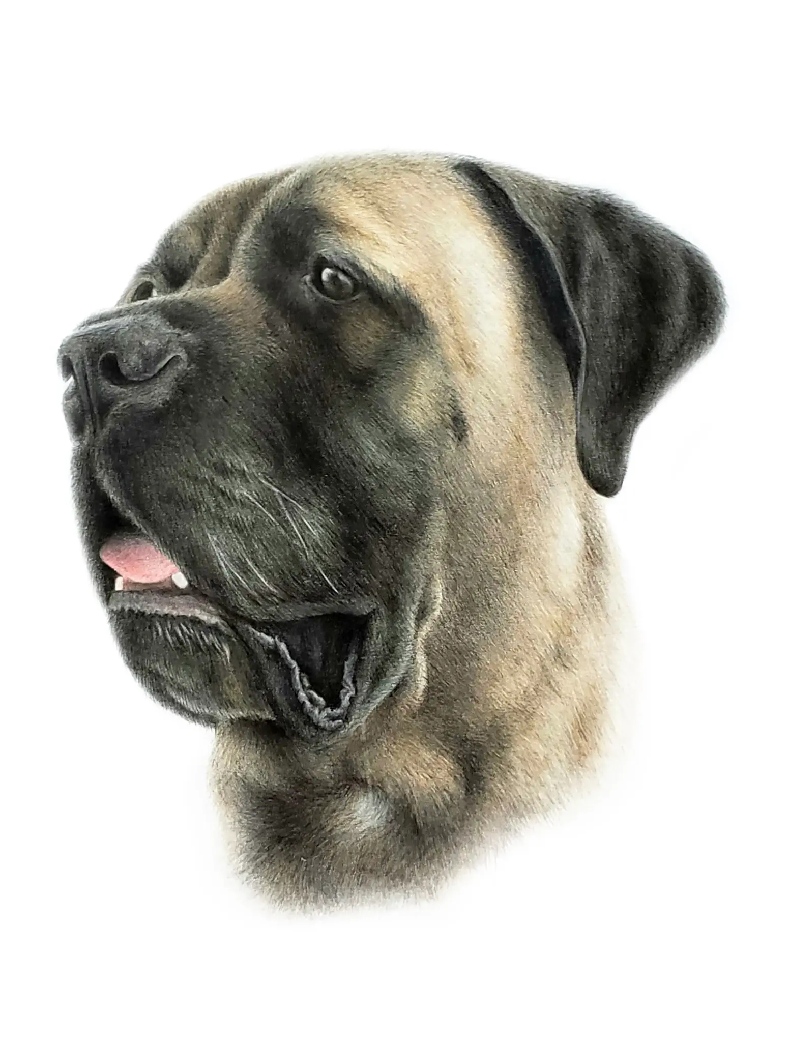Mastiff