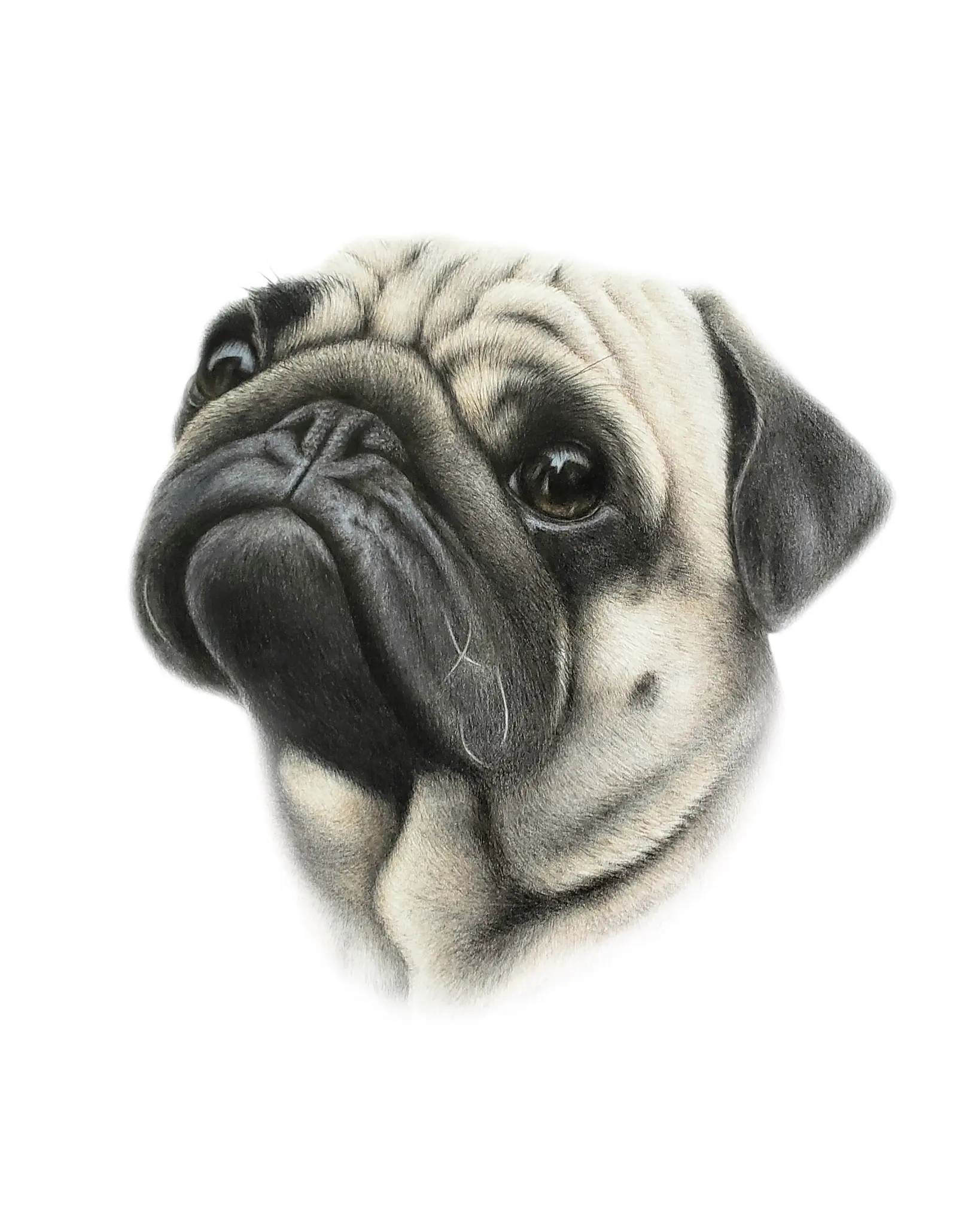 Pug