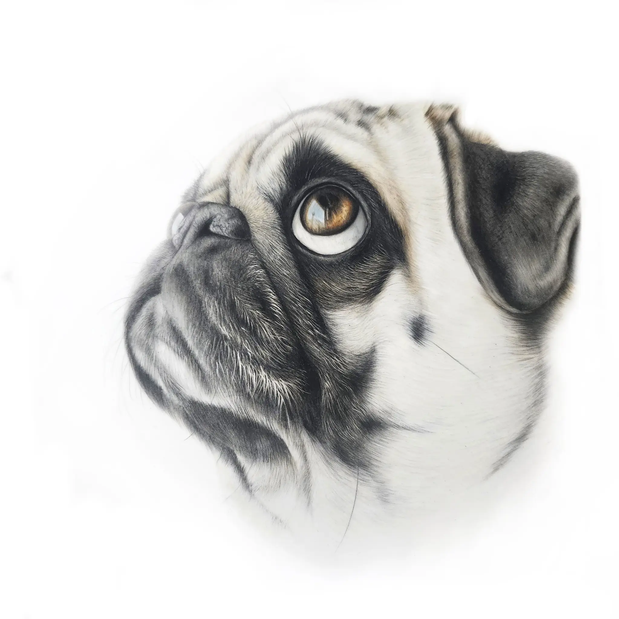 Pug
