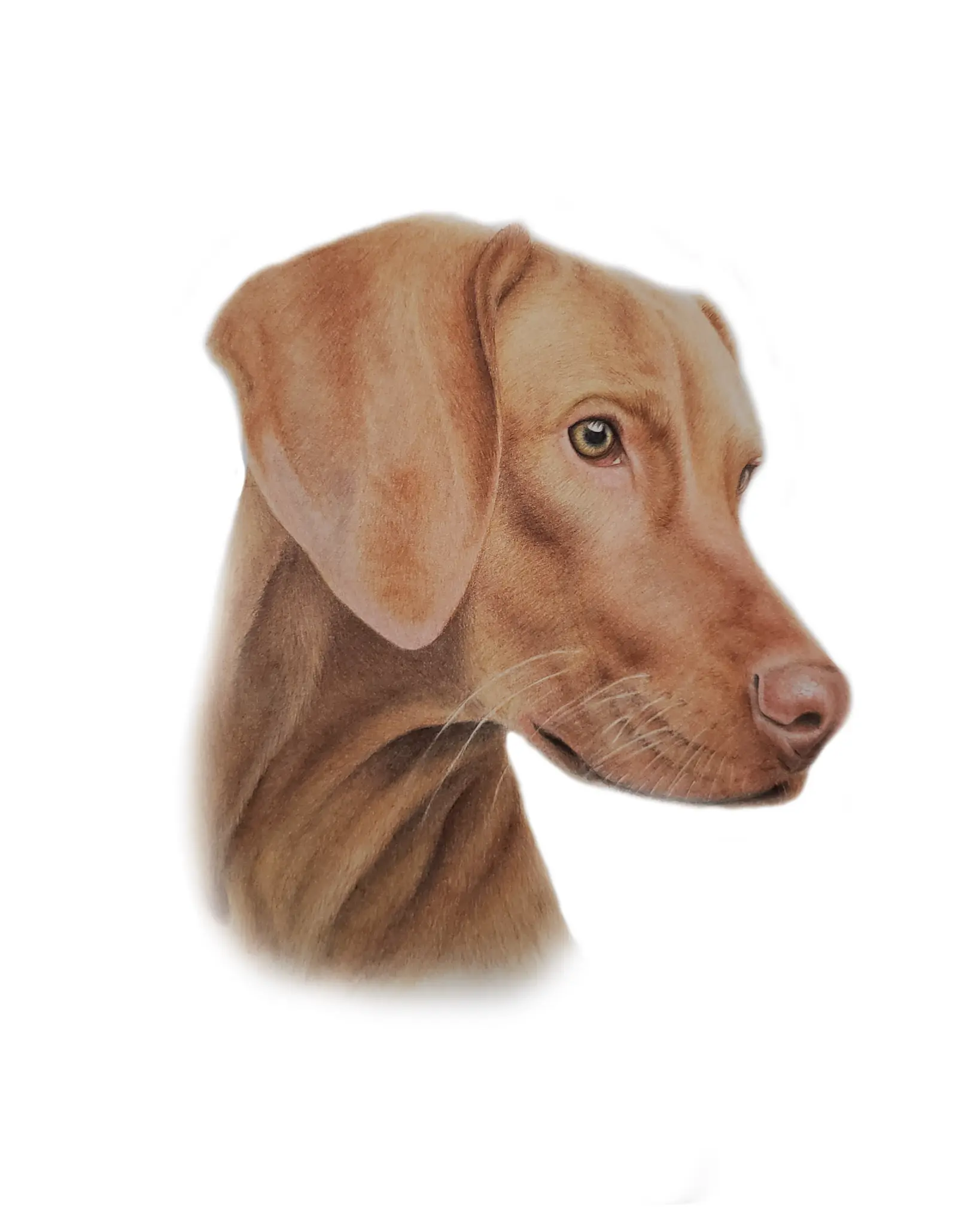Vizsla